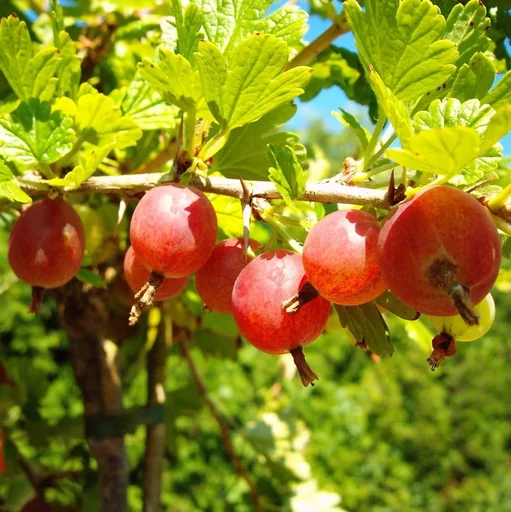 "Columnar gooseberry red "Hinnonmäki" column, in a 3.5L container image"