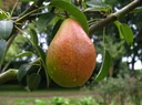 Pear "Gute Luise" bush, in a 10L container, juicy sweet flesh with pleasant acidity