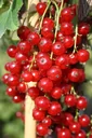 Red currant "Jonkheer v. Tets" bush, in a 5L container