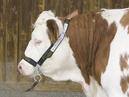 "Cow halter with drawstring chin chain, made of Trevira image"