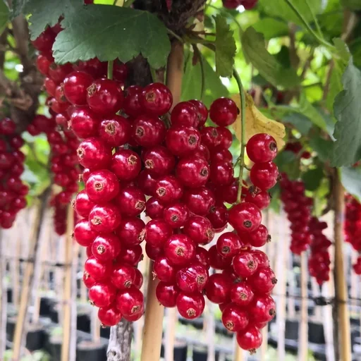 "Red currant "Rolan" standard tree, in a 4L container image"