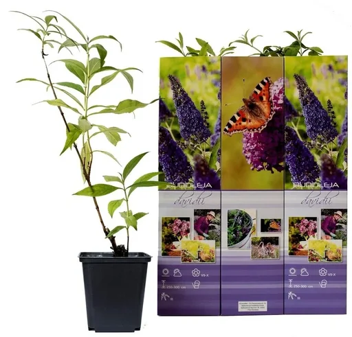 "Flower-up 3er-Set Schmetterlingsbüsche 30 - 40 cm image"