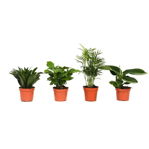 "Flower-up Tropical mix set 4 Stück 25-50 Cm Musa Oriental Dwarf, Chamadorea Elegans, Dracaena Compacta, Coffea Arabica image"