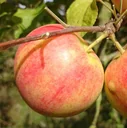 Apple "Geheimrat Oldenburg" Spindelbusch, in a 5L container