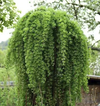 "Japanese Weeping Larch Larix kaempferi Stiff Weeper - 20 L Pot Trunk 150 cm image"