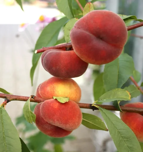 "Peach "Sandwich Plate Peach Saturn", 7.5L container image"
