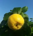 Quince "Konstantiner Apfelquince" bush, 10L container