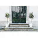 Blossoming olive trees hardy on