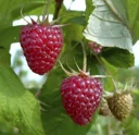 Tayberry "Buckingham", 3.5L container, cross between raspberry and blackberry
