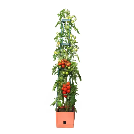 "Tour de plantation "Maxitom" avec treillis et irrigation image"