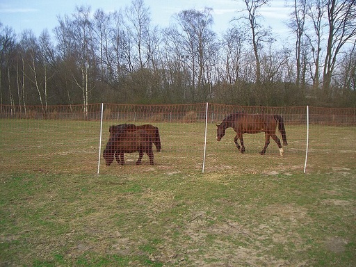 "Mustang 170 cm with double tip, 25 m image"