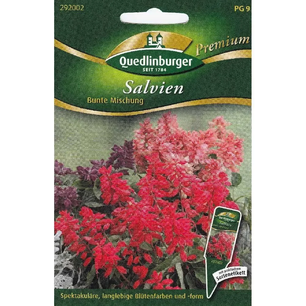 Salvien, Mélange coloré