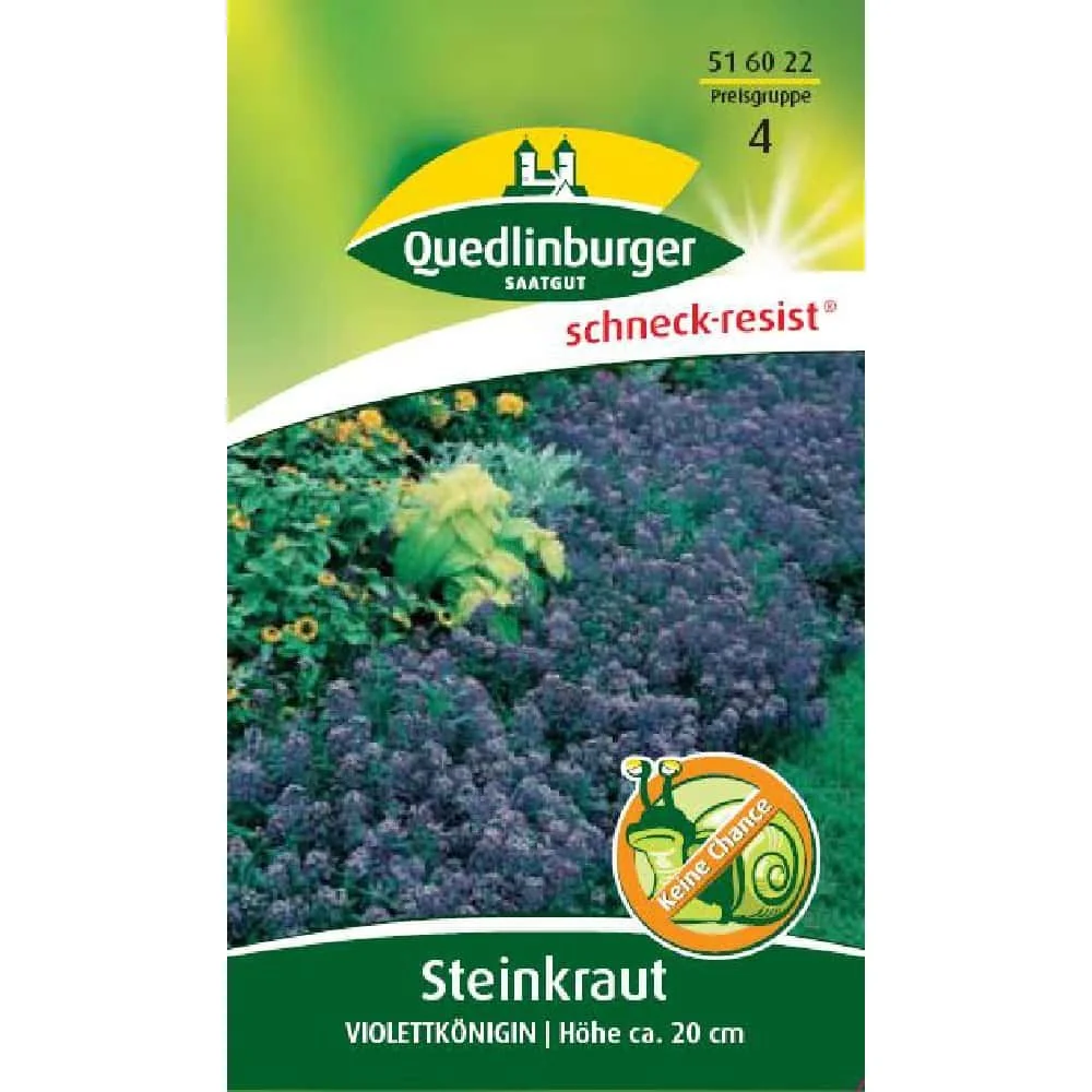 "Steinkraut Violettkönigin : Fleurs Couvre-Sol Parfumé et Bienenfreundlich image"