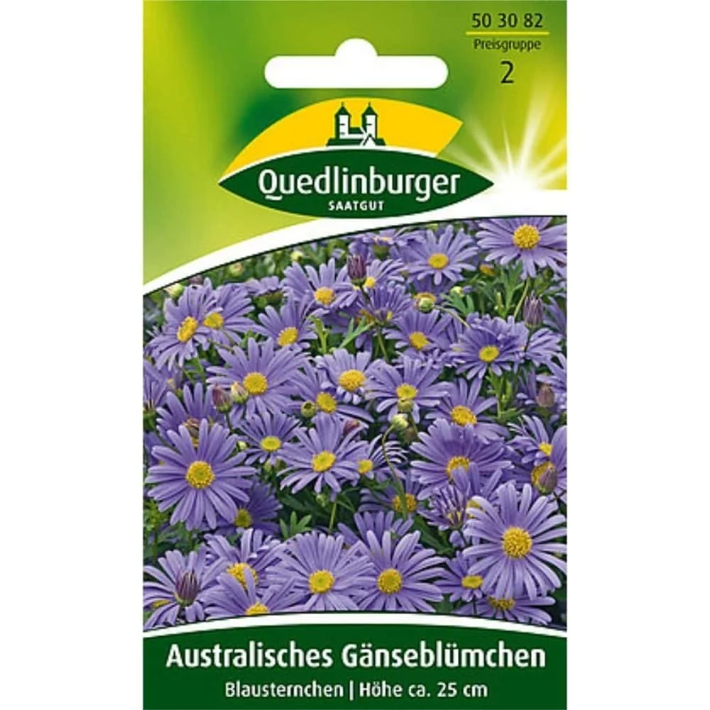 "Marguerite australienne, Fleur bleue image"