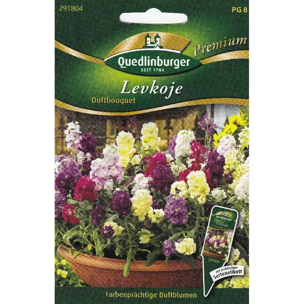 "Graines de Levkojen Parfumées, Fleurs d'Été image"
