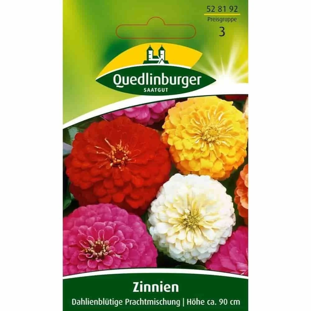 "Zinnia, mélange splendide à fleurs de dahlia image"