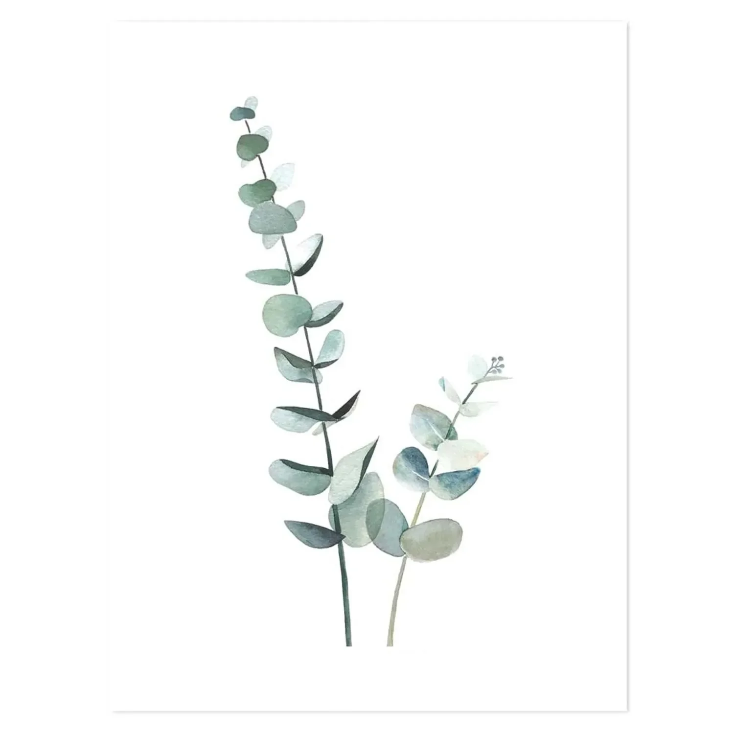 Lilipinso Poster Eucalyptus vert tendre