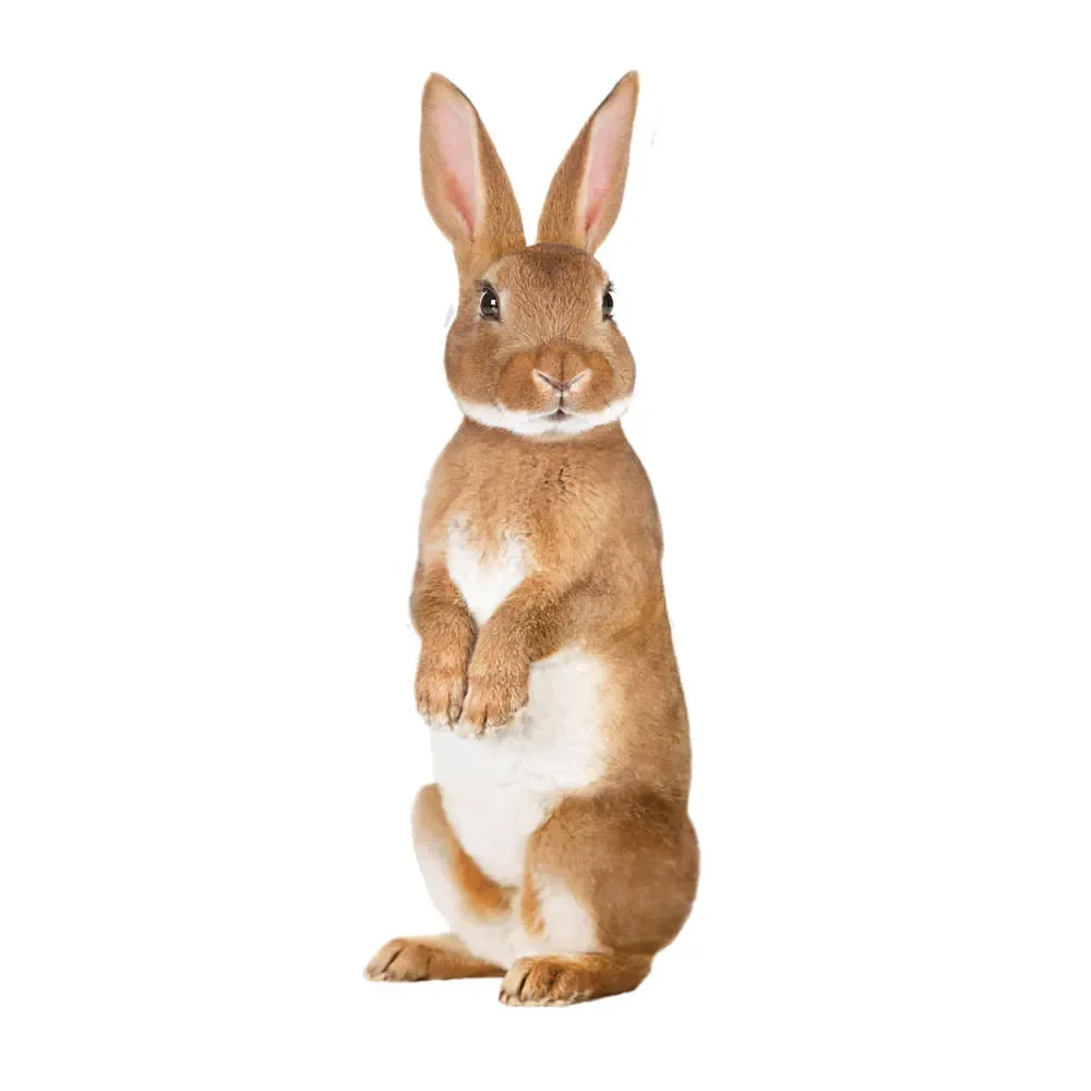 "Kek Amsterdam stickers muraux Forest Friends lapin, Taille: 43 x 118 cm image"