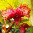 Hazelnut "Red Zellernuss", 7.5L container