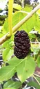Black mulberry "Morus nigra", in a 3.5L container