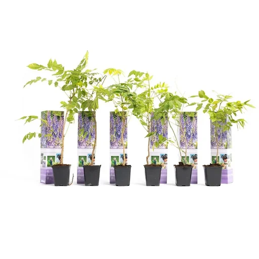 "Blooming Wisteria Plants - Wisteria - 6 Pieces - 30-38Cm image"