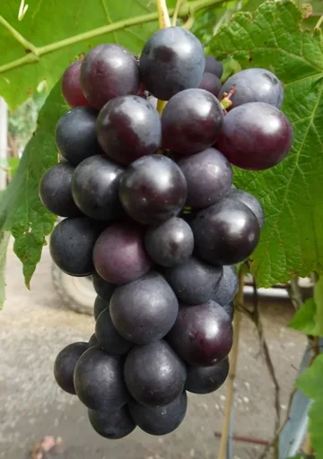 "Grapevine "Venus", 3.5L container, red-blue berries image"