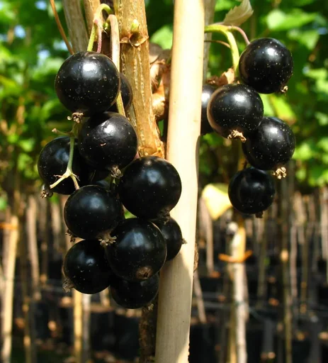 "Black currant "Black Gigant" standard tree, in a 4L container image"