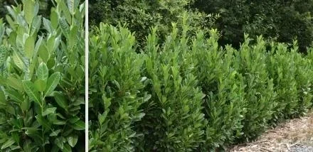 "Cherry laurel, Prunus laurocerasus "Green Torch," for a 5-meter hedge, 60-80 cm tall, 7-liter pot, 10 plants per set image"
