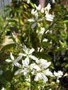 Serviceberry "Martin", in a 5L container, up to approx. 2.5 meters
