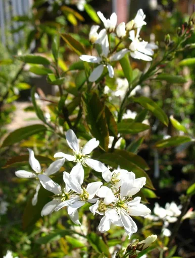 "Serviceberry "Martin", in a 5L container, up to approx. 2.5 meters image"