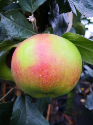 "Apple "Jakob Lebel" half-standard, in a 10L container image"