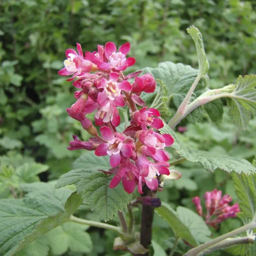 "Zierjohannisbeere Pulborough Scarlet - Bloodcurrant - 7.5 L Topf 80-100 cm image"