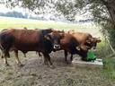 Pasture pump P100 with double stroke and 1" connection