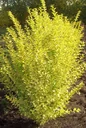 Golden Privet Ligustrum ovalifolium Aureum - 12 L pot 100-125 cm