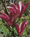 Purple Magnolia Susan - 5 L pot 60-80 cm