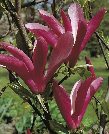 "Purple Magnolia Susan - 5 L pot 60-80 cm image"