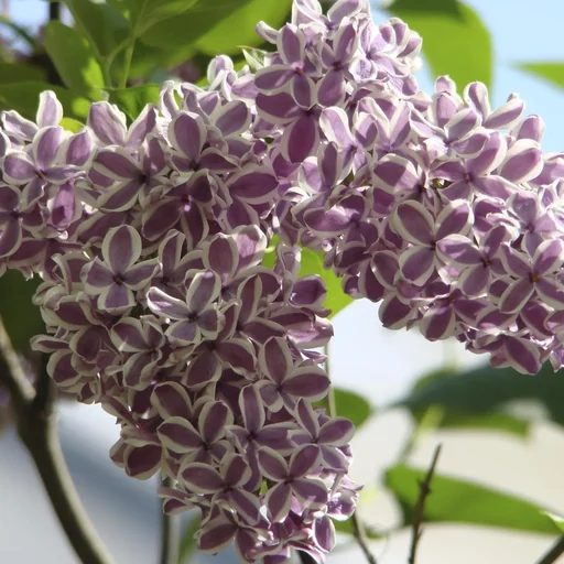 "Common Lilac Sensation - Syringa vulg. - 12 L pot 80-100 cm image"