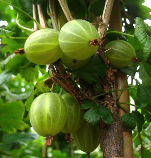 "Gooseberry green "Mucurines" bush, in a 3.5L container image"