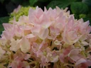 Hydrangea "Endless Summer", pink, 5 liter pot