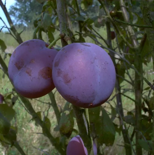 "Plum "Bühler Frühzwetsche" bush, in 10L container, sweet, juicy image"