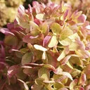 Hydrangea paniculata Little Lime - 12 L pot 60 cm