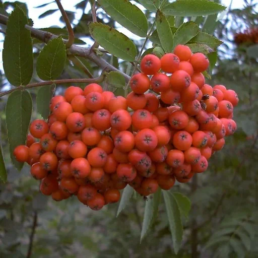 "Edible Moravian Rowan "Edulis", 7.5L container image"
