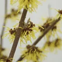 Witch Hazel Westerstede - Hamamelis intermedia - 4 L pot 40-60 cm