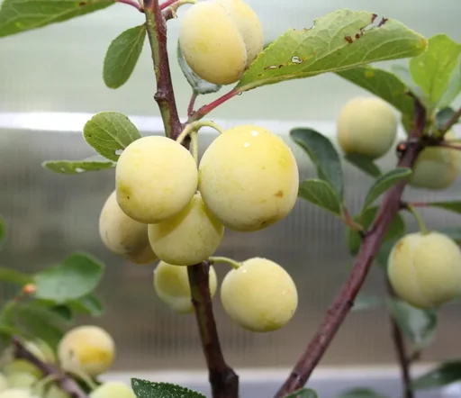 "Mirabelle "Nancy Mirabelle" bush, in 10L container, sweet and aromatic, good taste image"