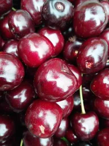 "Dwarf sweet cherry "Kordia" bush, in a 10L container, very juicy, quite sweet image"