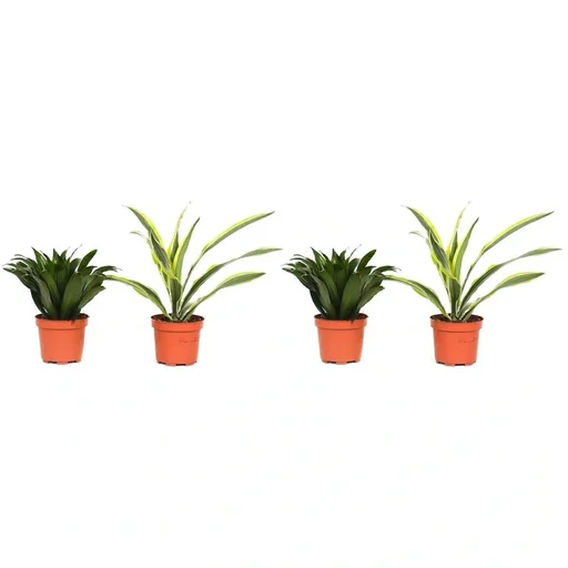 "Flowering Dragon Tree - Dracaena - 4 Plants - 25-35 cm (2x Dracaena 'Lemon Lime' & 2x Dracaena 'Compacta') image"