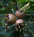 Medlar "Nottingham", 10L-Container Quitte Unterlage