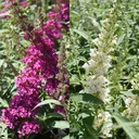 Dwarf Buddleia Buzz Duo (pink white) - Buddleja davidii - 7 L pot