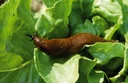 Snail protection 8 meters copper tape