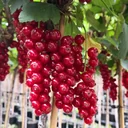 Red currant "Rolan" bush, in a 3.5L container